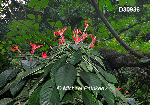 Aphelandra pulcherrima Acanthaceae